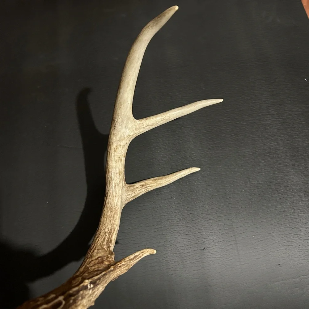 Whitetail Deer Antlers From East Texas. Great For Rattling! 1 Pound 4.7 Ounces